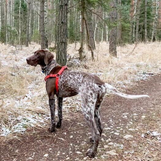 German 2024 setter dog